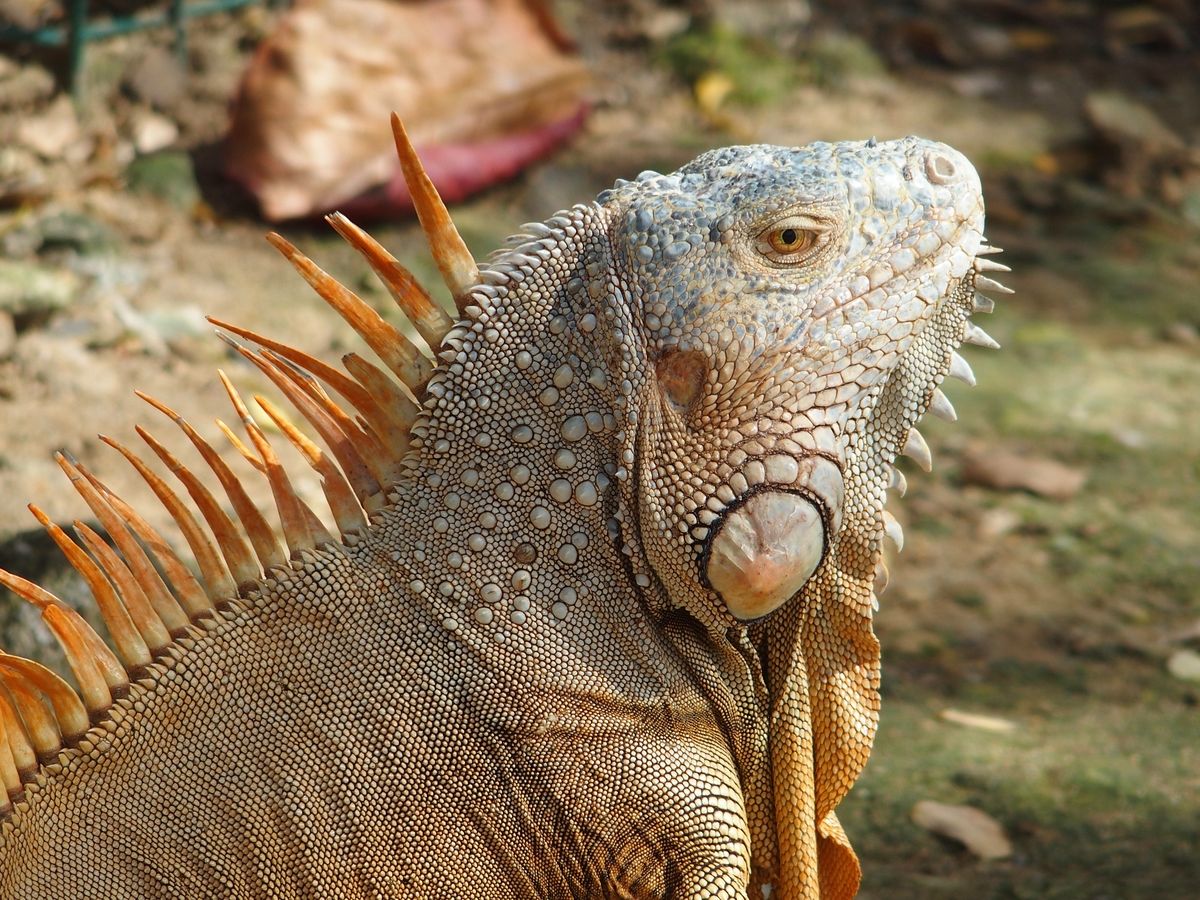 leguan Martinique